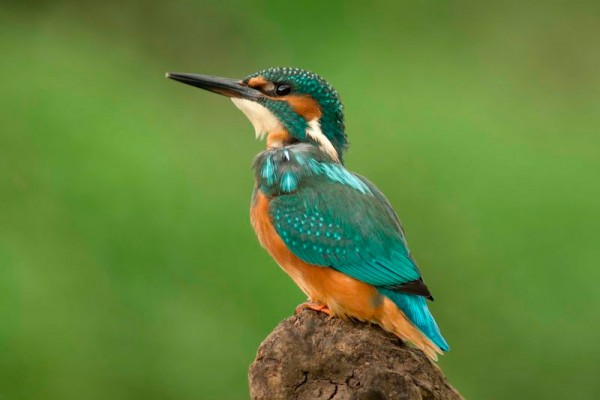 Juv_Kingfisher_C_Fleming_Exeter21.8.12