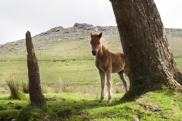 dartmoor3